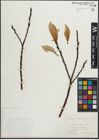 Foto von Salix hastata L.